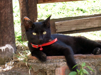 Black Cat With Orange Collar